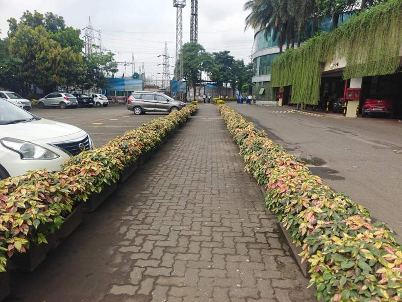 Driveway hedges