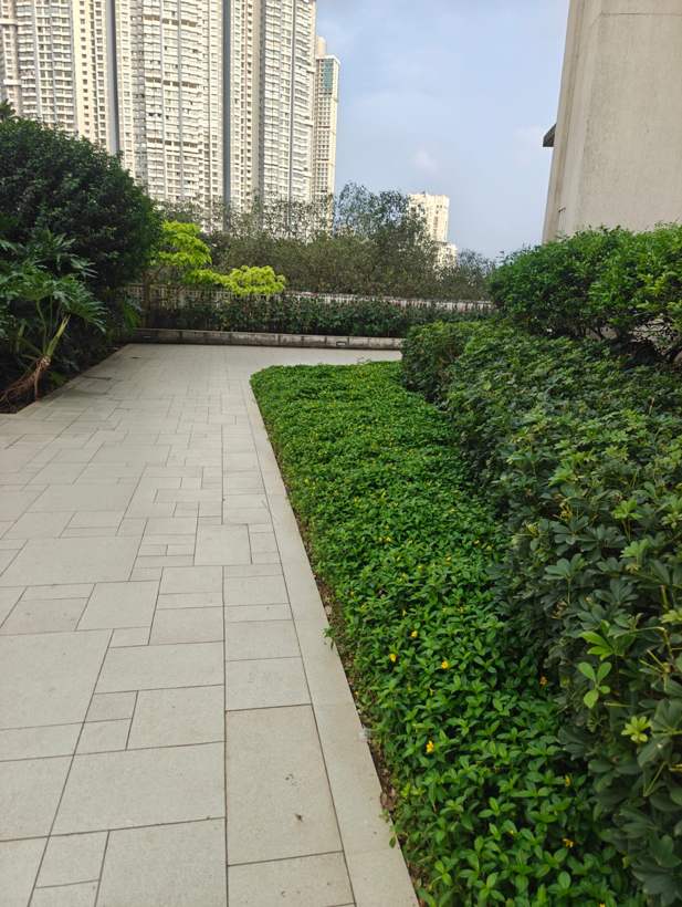 Manicured groundcover along a stone pathway