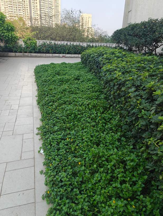 Landscape development
